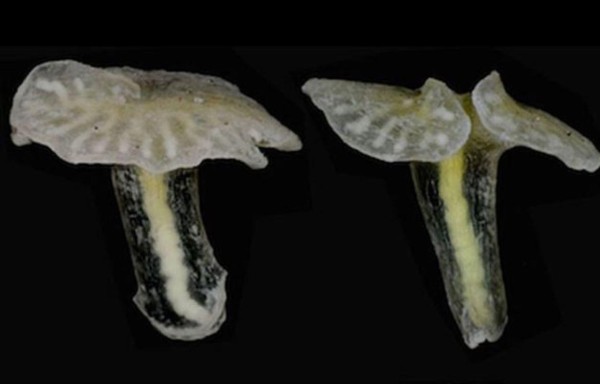 Los nuevos hongos son organismos multicelulares, en su mayoría asimétricos.