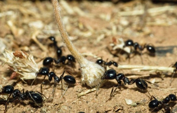 Colonia de hormigas salvan a una adolescente de ser violada