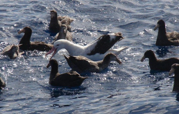 Muchas son las aves marinas que están a diarios en la reserva que ya existe buscando su alimentos.