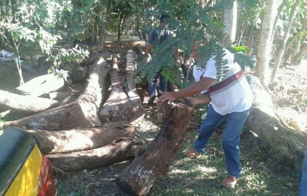 Las tucas de madera fueron confiscadas y se investiga quién cortó los árboles