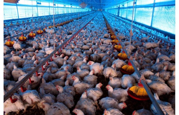 Producen 550 mil lb de pollo en 60 días.