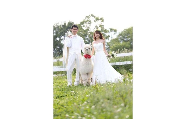 Alpacas: inusuales testigos de boda