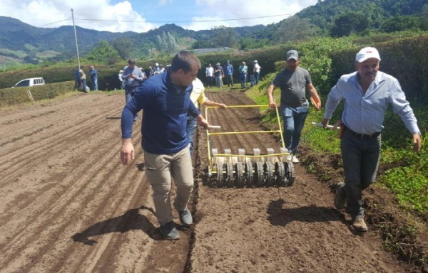 Siembra directa de cebolla.