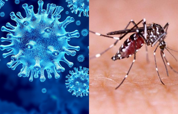 ¡Llegó el coronadengue! Argentina reportó su primer caso 