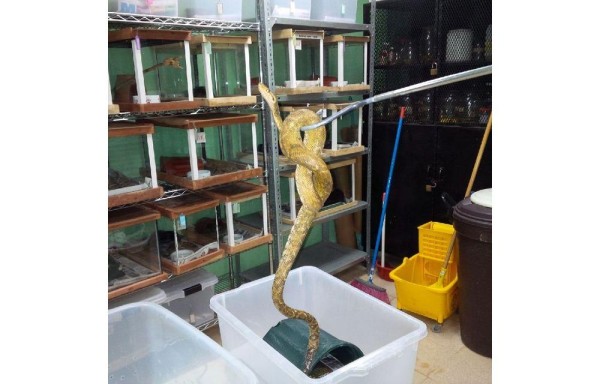 Vive en hábitats con poca cantidad de agua.