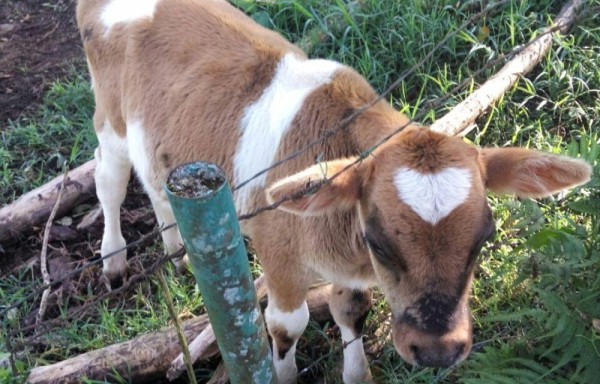 Nació con un corazón en la frente