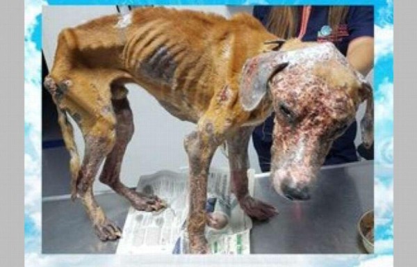 El perro Athens fue encontrado maltratado y desnutrido.