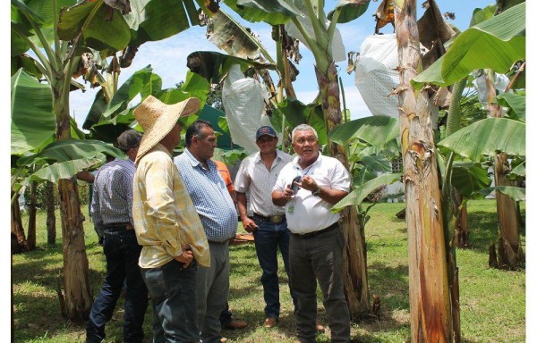 Unos 45 productores de la región decidieron formar parte del proyecto de siembra del plátano curaré.