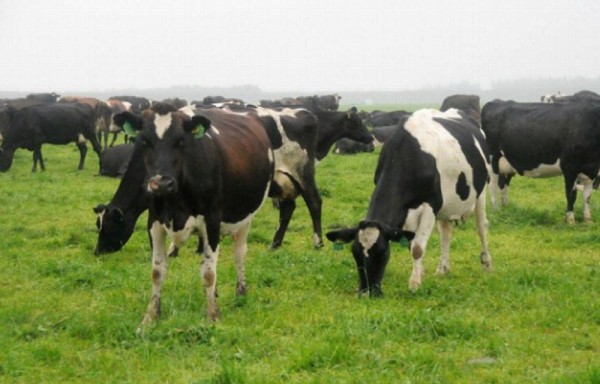 Roban 500 vacas de un solo cuerazo