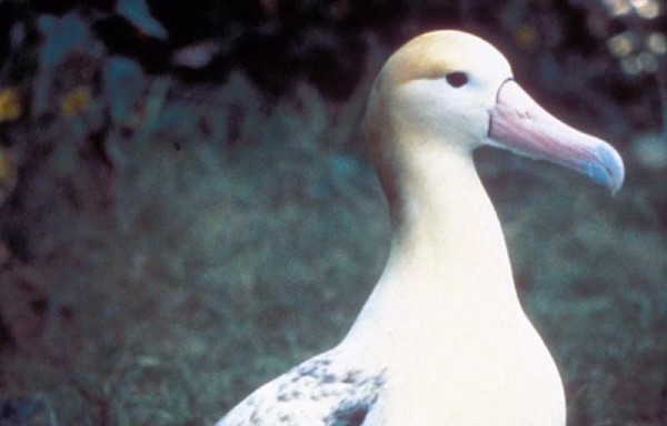Se alimentan de peces y calamares.
