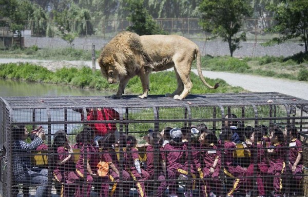 Las personas aprovechan para tomarle fotos al animal.
