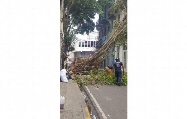 Caída de un árbol en calle 12, corregimiento de Santa Ana.