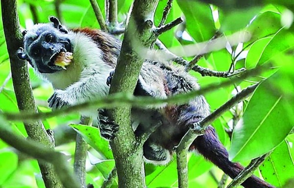 Monos tití es otras de las especies que abundan.