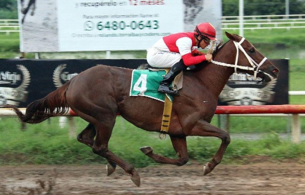 ‘Chantik' busca ganar la tercera gema para triplecoronarse doblemente en la de hembras y machos.