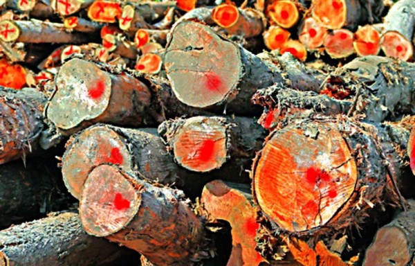 La madera iba hacia la República de China.