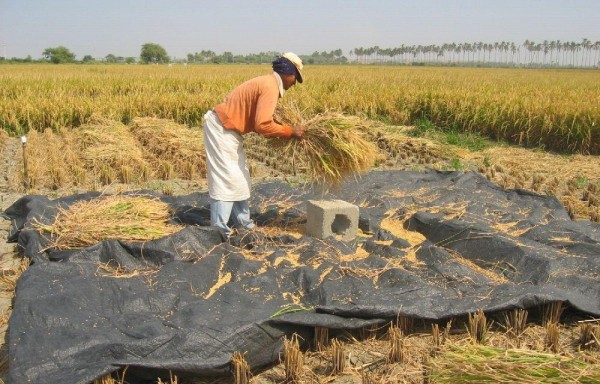 Los arroceros actualmente reciben incentivo de $7.50 por quintal.