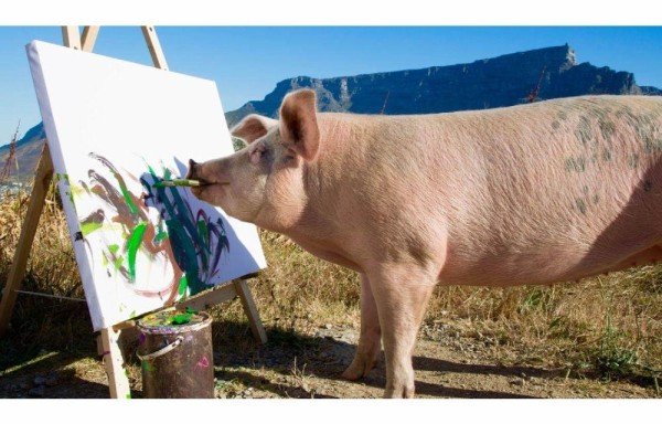 Pigcasso, la cerda artista
