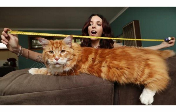 Omar, el gato de 120 centímetros