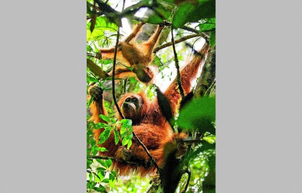 La nueva especie vive en un área de 1.100 kilómetros cuadrados en el ecosistema de Batang Toru, en el norte de Sumatra, Indonesia.