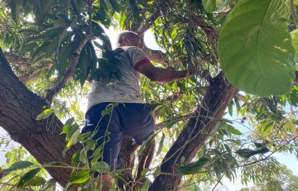 Si te subes a un árbol en Viernes Santo te puedes convertirte en mono o te saldrá una cola, son algunas creencias