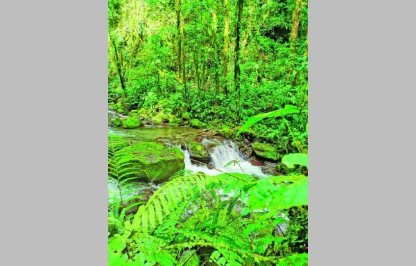 El trueno de muchas aguas