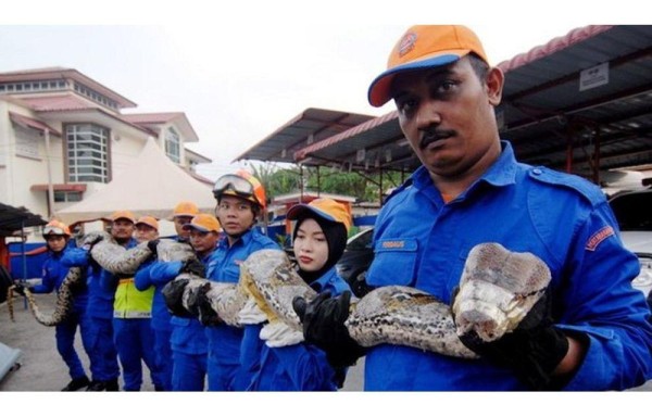 Pitón mide ocho metros y pesa 550 libras