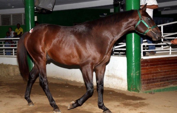 Macho colorado hijo de ‘Storm Treasure' en ‘Monican'.