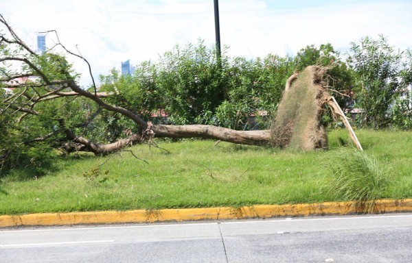 Contrato de mantenimiento de la Cinta Costera venció