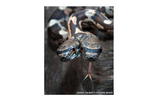 Hallan serpiente de dos cabezas
