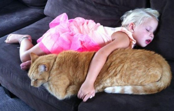 Omar, el gato de 120 centímetros