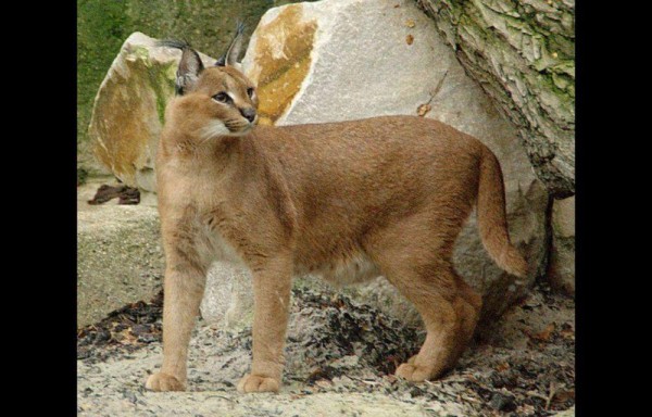 El gato más polémico de mundo cuesta más de 23 mil dólares