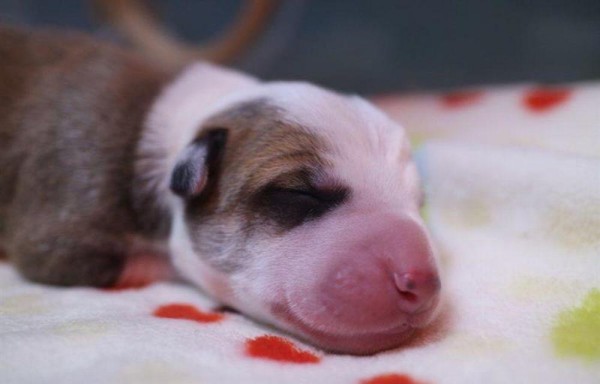 Pagaron más de $60 mil para clonar a su perro