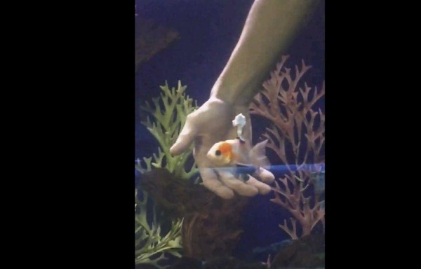 Pez discapacitado tiene ‘silla de ruedas'