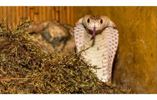 Abuelita mata a una serpiente cobra