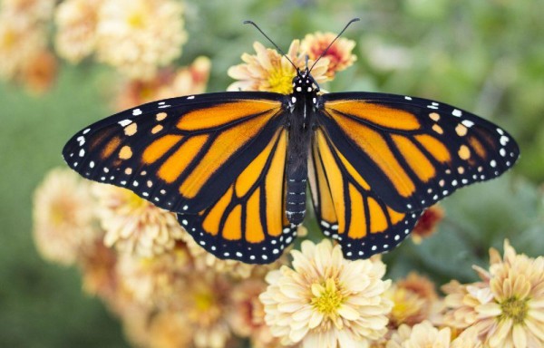 Una mariposa diurna puede llegar a medir hasta 25 centímetros, pero todas varían en su tamaño.