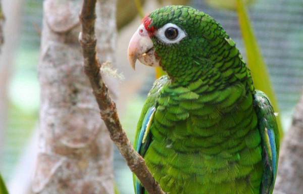 Las hembras de aves quieren variedad para escoger pareja