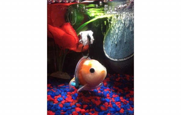 Pez discapacitado tiene ‘silla de ruedas'