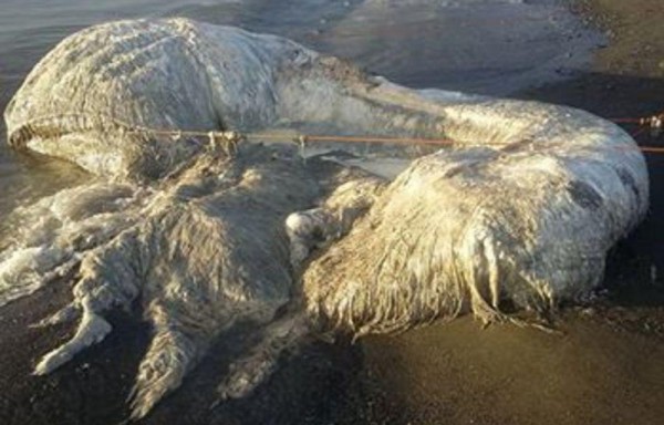 Criatura peluda atemoriza un pueblo