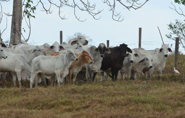 Los animales tienen historia de vida registrada.