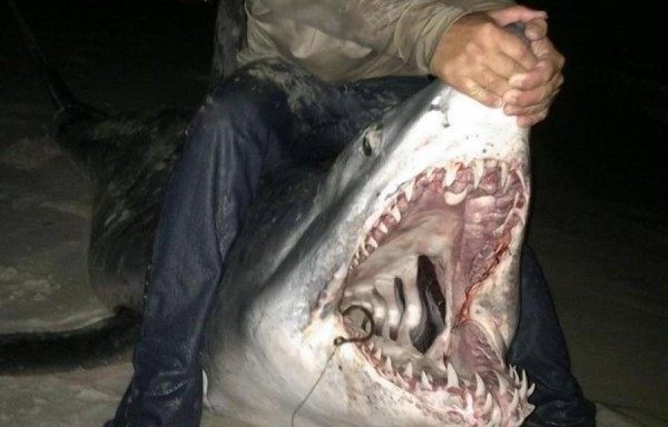 Pesca tiburón de 804 libras