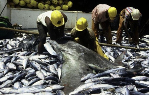 Pescadores piden representatividad de todos los sectores en nueva Ley de Pesca