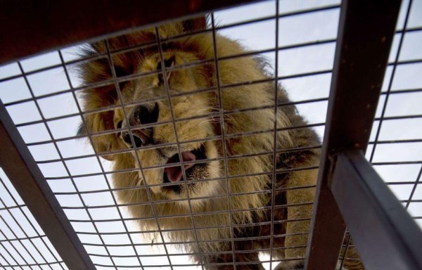 Niños juegan con el león