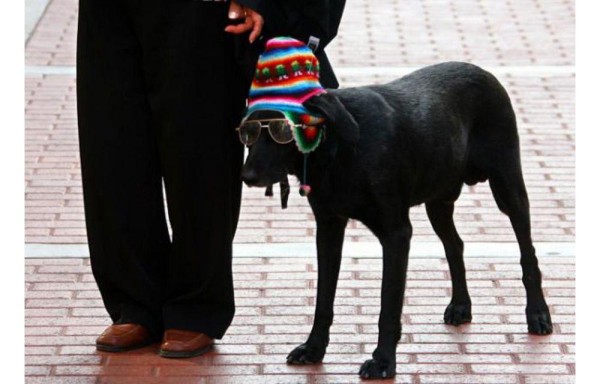 Perros eran teñidos y vendidos como de raza