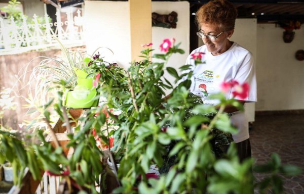 La flor del Espíritu Santo engalana nuestros jardines