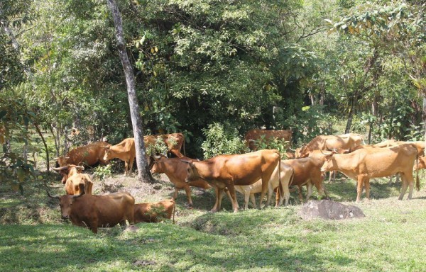Hay aproximadamente 156 animales bovinos, propios de la región, los que tiene IDIAP.