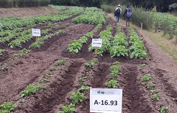 En Tierras Altas se siembra el 80% de la producción de papa.