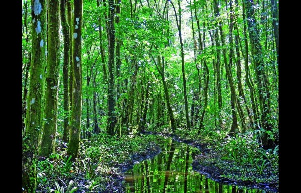 Entre otras cosas, consideran que los Estados deben acelerar el paso.