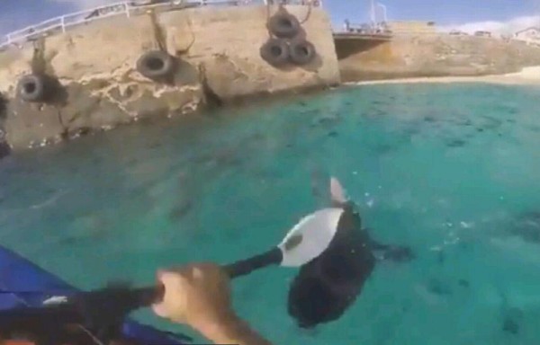 Golpeó a tiburones en la isla Ascensión