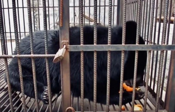 Pensaron que era un perro y resulto ser oso