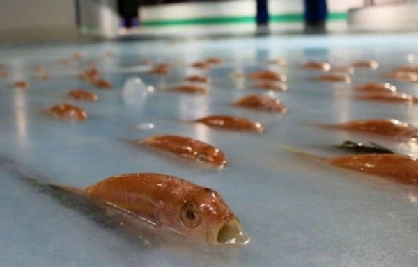 Peces son congelados en pista de patinaje